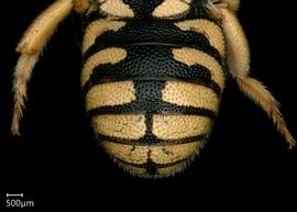   Pseudoanthidium flaviventrenbsp; male abdomen, photo: Chelsey Ritner
